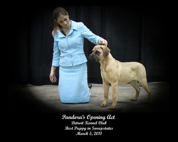 Pandora's Opening Act "Dora" went Best Puppy in Sweepstakes at the Detroit Kennel Club 03/05/11.
