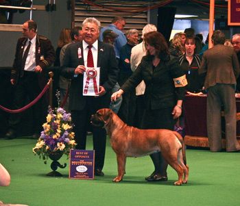 Westminster Kennel Club 2011. Stoli wins Best of Opposite for the second year in a row. Shown again by Holley Eldred.
