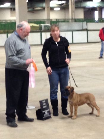 Jordy wins Best Puppy in Breed and Best Working Puppy
