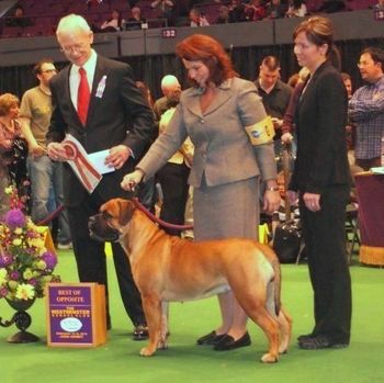 Westminster Kennel Club 2010. Stoli wins Best of Opposite Sex. Shown by Holley Eldred.
