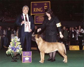 Westminster Kennel Club 2011 Show Photo.
