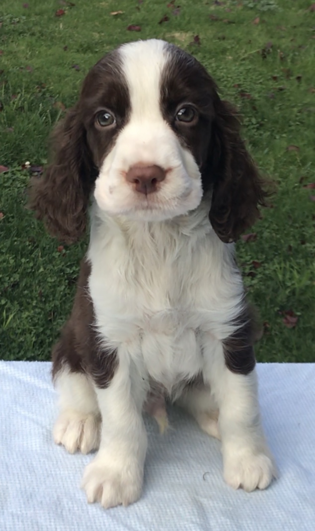 Starlet ~ Springer puppy Nursery