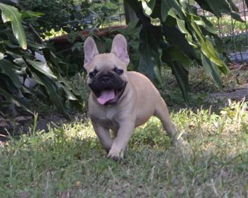 Terra Christa Farm - French Bulldogs