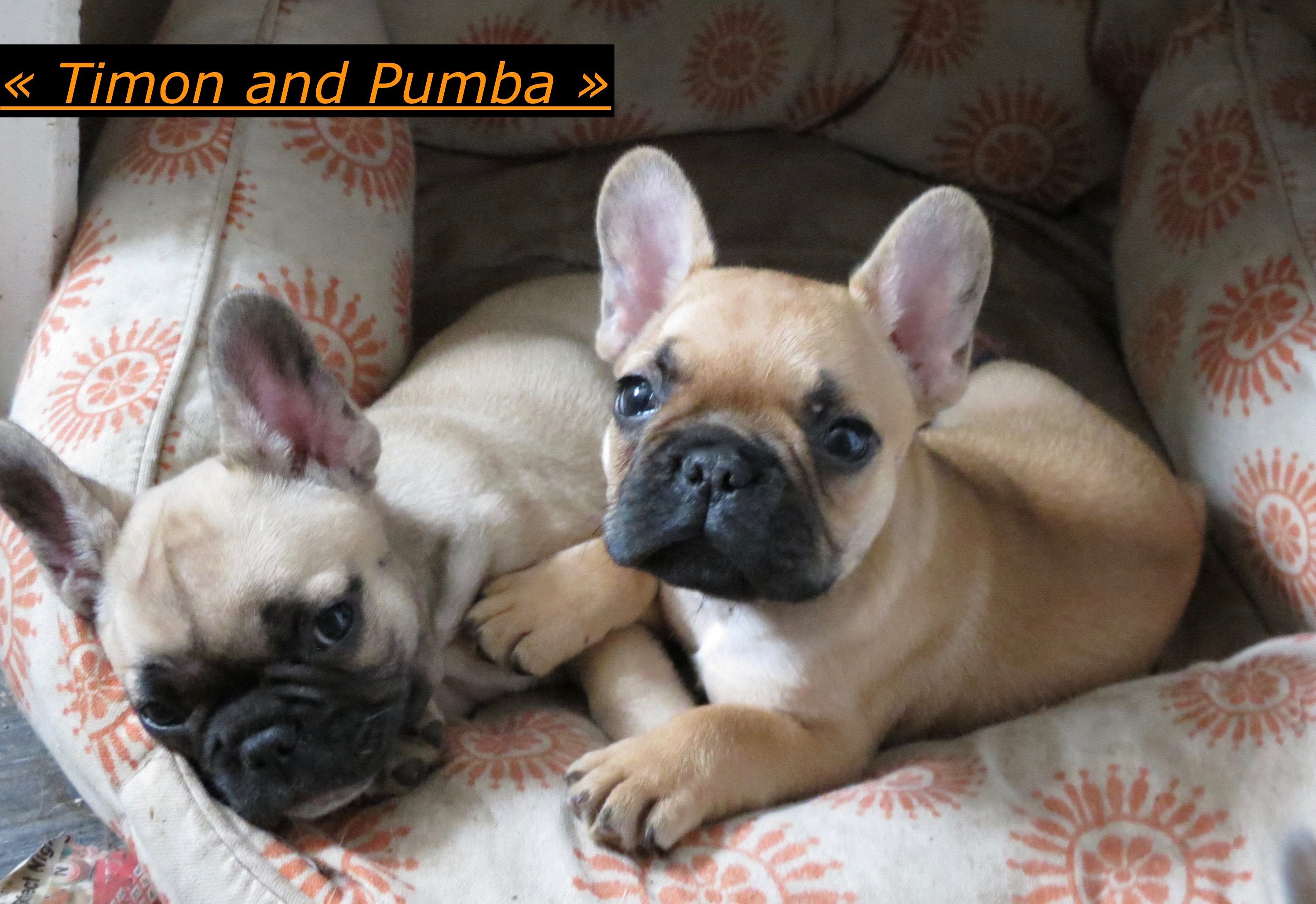 Imported french sales bulldogs for sale