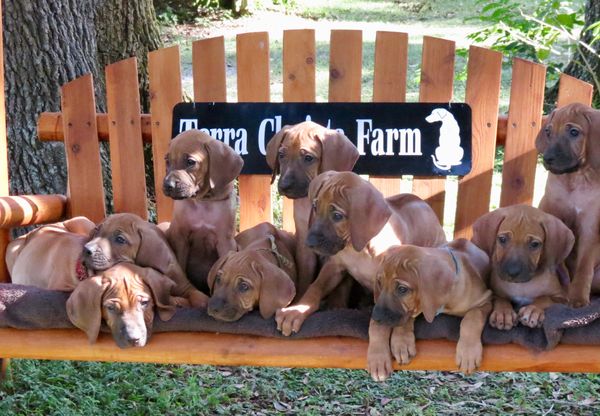 A VERY CONSISTENT LITTER OF DEEP RED PUPS WITH MAKS, THIS IS WHAT WE HAVE BEEN KNOWN TO BREED FOR FIVE GENERATIONS OF RIDGEBACKS! WE HAVE ADDED MORE COLORING FOR THE LAST DECADE, ALL ARE BEAUTIFUL!