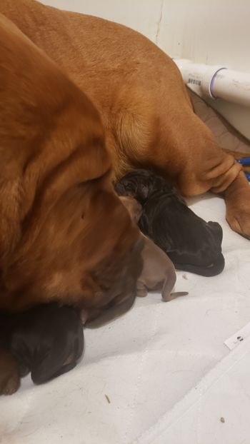 mom and babies when we arrived home after C Section 2/19/21
