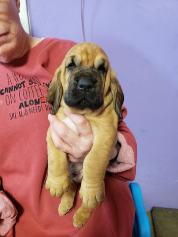 Red ribbon male 4 weeks old 4/2/21
