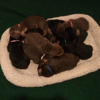 ! week old and all about 2lbs - doubling their birth weight! 6/10/16
