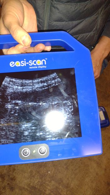 Ultrasound 1/3/22, we see babies!
