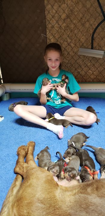 Our puppy sitter with some of the babies! 7/3/18
