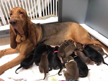Roxy, her mom and the entire litter 1/20/18
