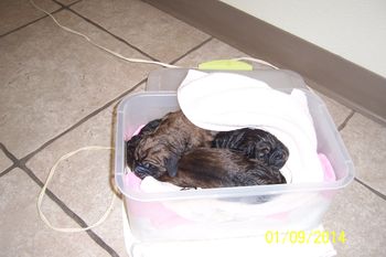 Pups in warming box after delivery 11pm
