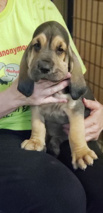 Could Have Been A Brad (yellow ribbon) male - available 6 weeks old 9/7/19
