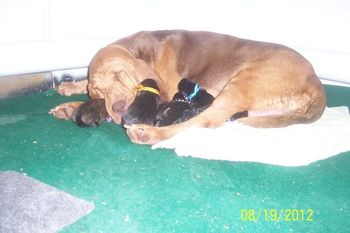 Tired Momma and 8 babies! 8/19/12
