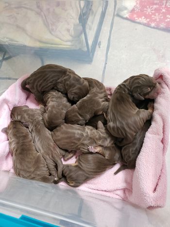 C Section, pups newly delivered
