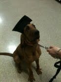 Whobris graduates! 1st puppy class 9/22/12 GOOD JOB!
