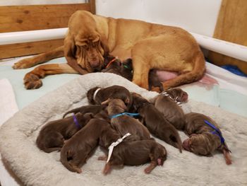 Mom and 15 babies settled after C Section 8/3/19

