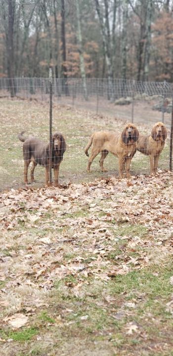 Ginny (left), Willie (center) Glory (right) 11/19
