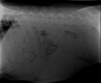 Puppy count x-ray - we counted 8 skulls/spines but may have 1 more hiding behind her full tummy! 6/18/18
