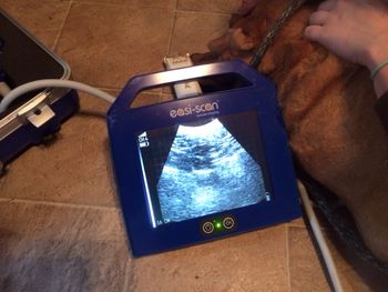 Reba is so dense, they can't see much but here is the ultrasound picture! 12/14/17
