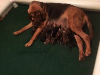 11 babies - 6 delivered naturally and 5 via C Section on June 3rd as The Great Ali was passing.
