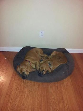 Boomer and Bonnie in their new bed! 10/4/12
