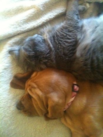 Bris and Grizzly napping together! 3/12
