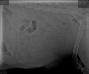 x-ray showing 3 large pups 5/13/21 due 5/18/21
