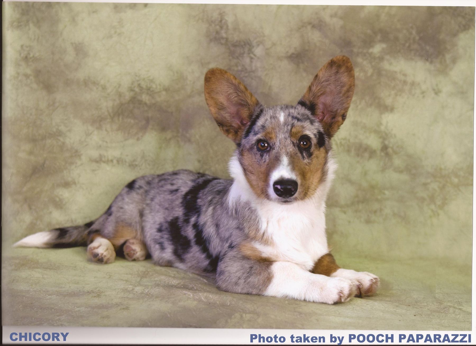 Eyespy Kennel Corgi S