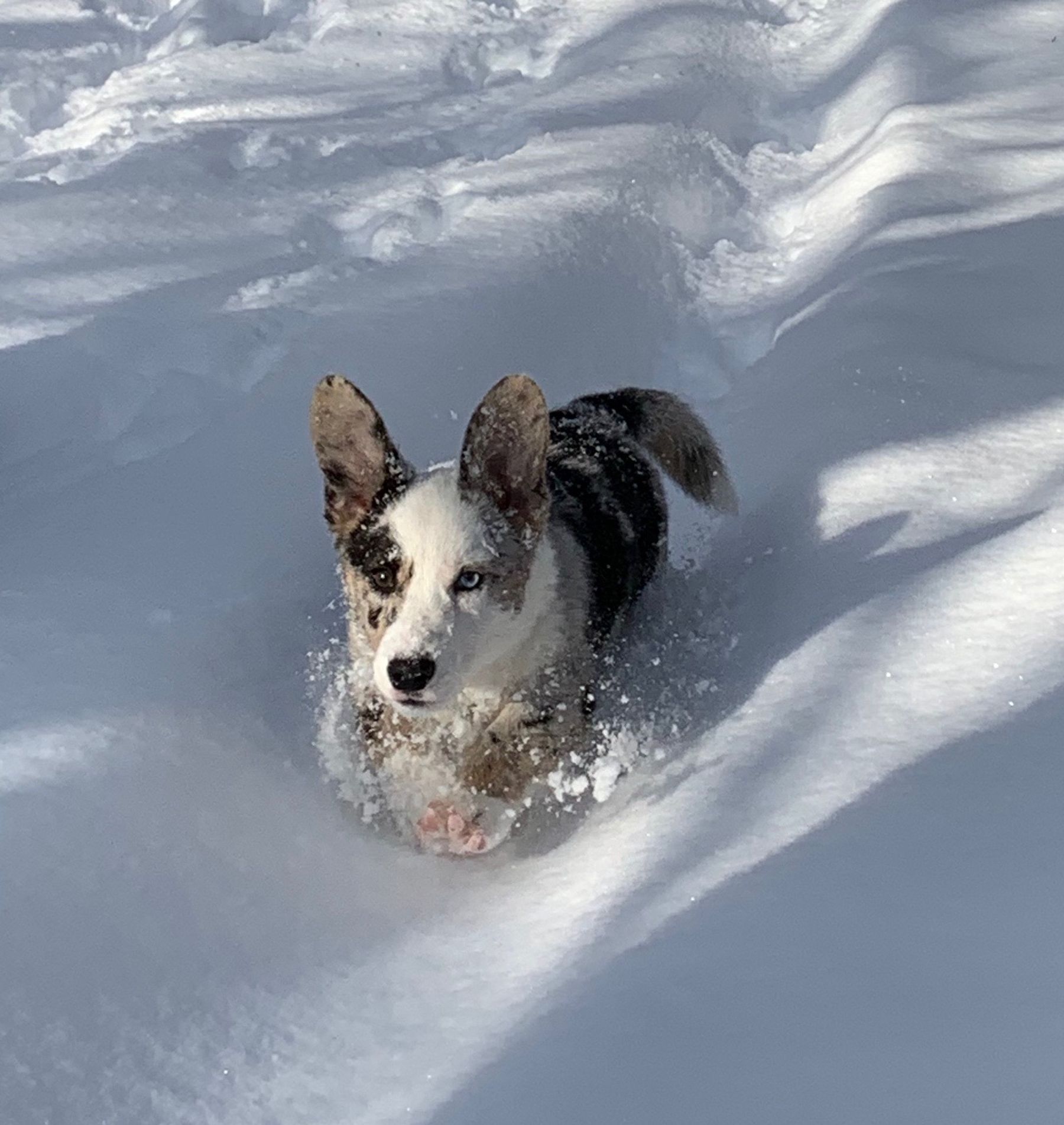 What Does Ckc Registered Dog Mean