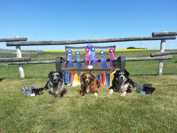 GS Ranch had a great trial at the Cow Country Classic in Montana. We could not be more proud of our dogs! Mya WTCH'd and won High Combined Cattle on Friday, Billy completed her Started / Open titles and won the Most Promising Started Aussie buckle, Rush completed his Started / Open / Advanced (sheep & cattle) also winning the High Combined Cattle on Sunday. We could not have asked for more from our wonderful dogs!!! We feel very grateful for the wonderful people putting on such a great trial!!!! Can't wait till next year!