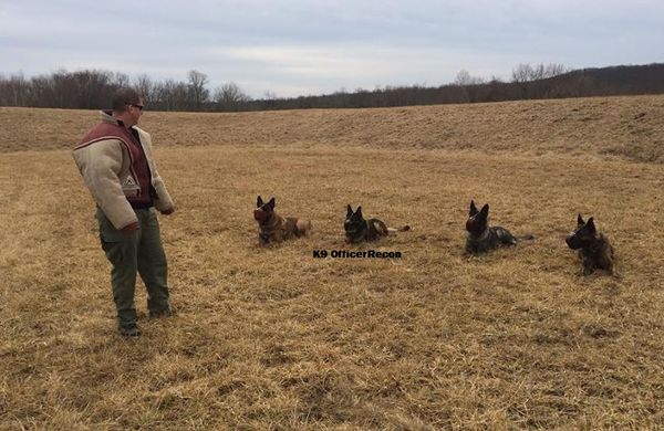K9 Officer Recon and with K9 officers Toby, Athos and Ares working on aggression control.