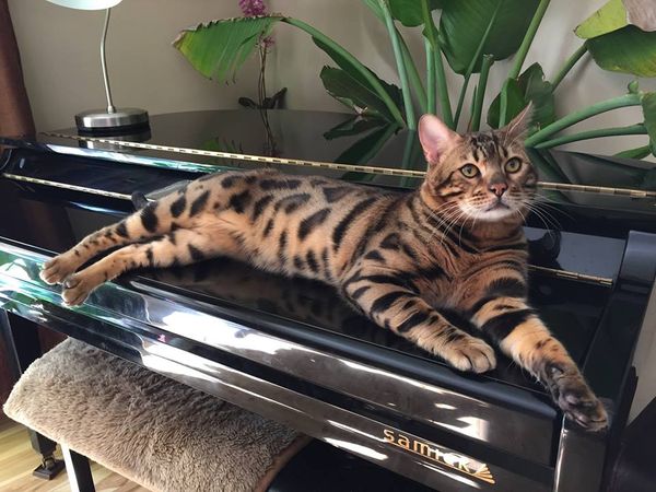This is DANCINDOTS CHARLIE CHAPLIN.  He is a large 3 year old brown spotted bengal. He has copper eyes. He's neutered and has found his forever home. My intentions were to use him as a stud, but, I never did. He is a very affectionate boy, and purrs in your presence. 