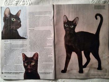 Vivaldi in the June 2014 Issue of Cat Fancy Magazine

