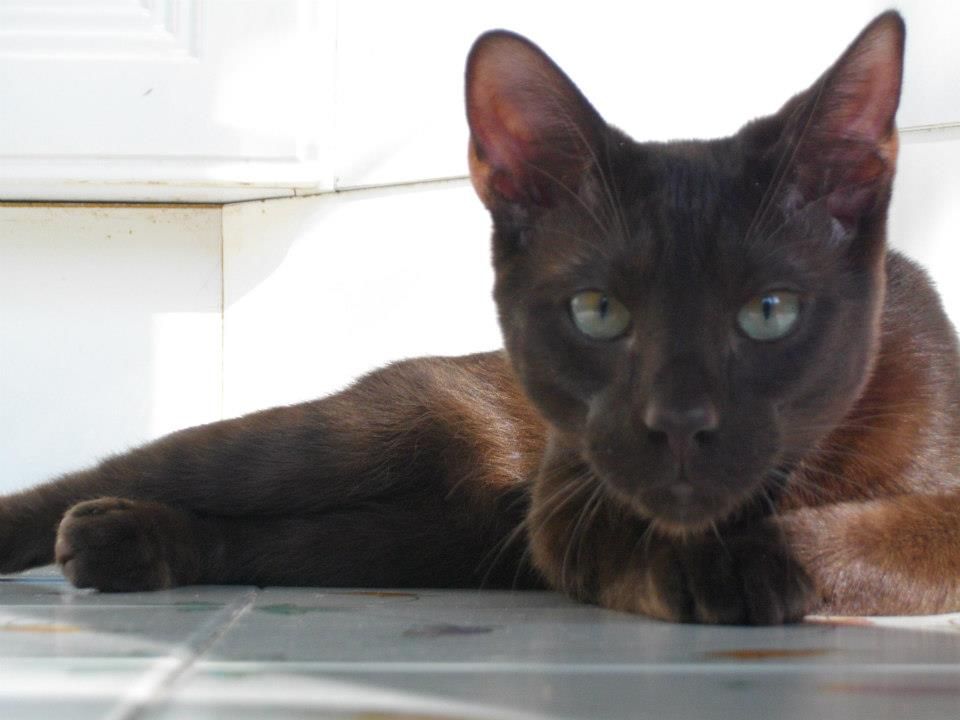 ComposerCat Havana Browns Kittens