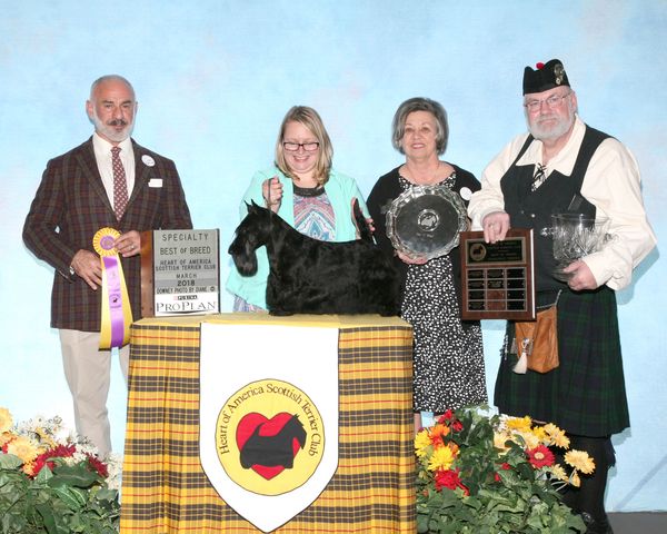 Phoenix shown winning BOB at the HOA Scottie Specialty the day before the National. Phoenix beat an entry of 75 plus Scotties!