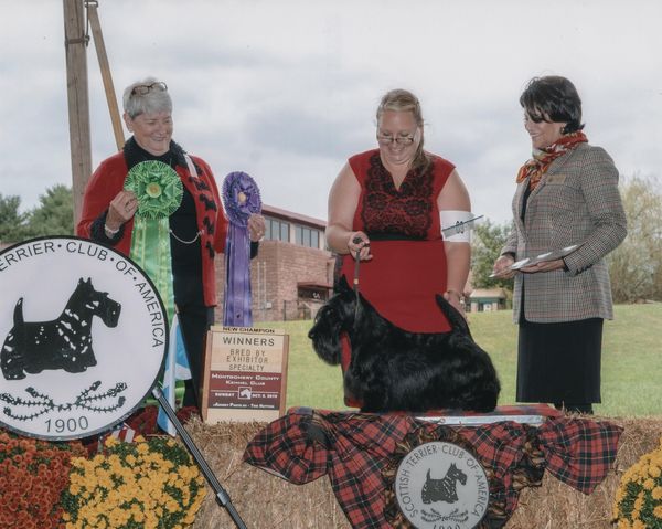 "Memphis" shown finishing his CH by going WD & Best BBE at MCKC National Spec under Terrier judge Ann Katona
Click on his pic to access his page!