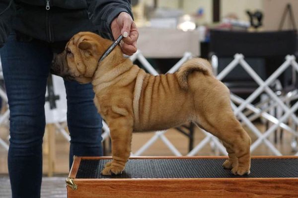 gumby's shar pei