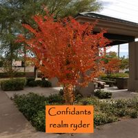 Confidants by Realm Ryder